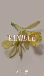 Vanilla